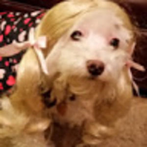 Meet your Posher, Colli